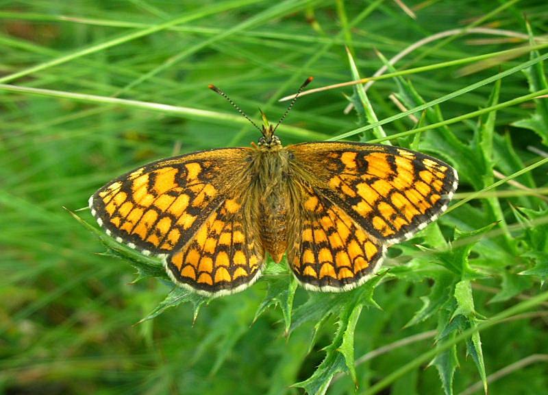 Nymphalidae: Melitaea athalia